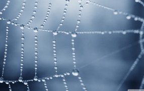 Роса покрыла паутину