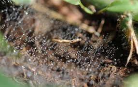 Капли росы на паутине