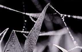 Dew on the grass between the web strands