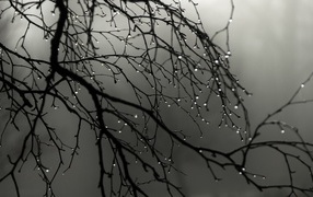 Drops of water on the bare branches of a tree