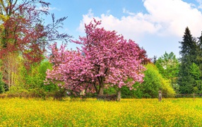 Fruit tree covered with flowers