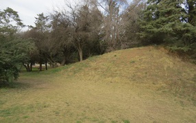 Холм с деревьями в парке