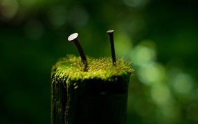 Nails among moss on a stump