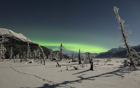 Northern lights over snowy wilderness