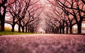 Pink cherry blossoms alley