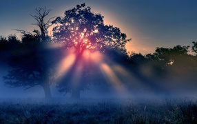 Красные лучи солнца в тумане