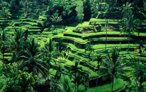 Rice fields on terraces