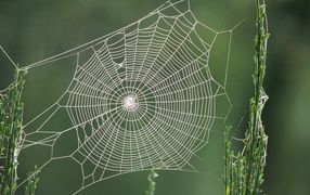 Spider web between two green stems