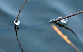 Веточка дерева в воде