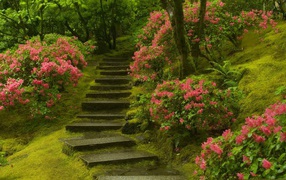 Stone stairs in the lush garden