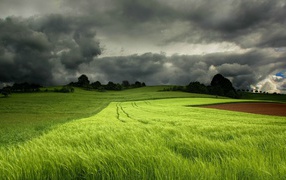 Storm clouds over a field of green wheat