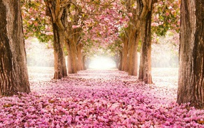 The earth is strewn with flower petals of cherry