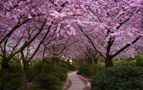 The path in the garden with cherry blossoms