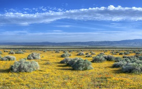 The vegetation on the plains in the foothills