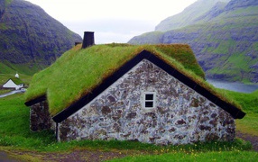 Густая трава на крыше сарая