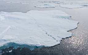 Следы зверей на отколовшихся льдинах