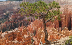 Tree against the canyon Bruce