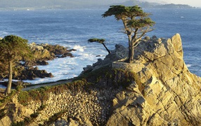 Дерево на каменной скале над морем