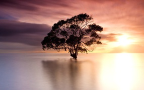 Tree standing in the water on a background of pink heaven