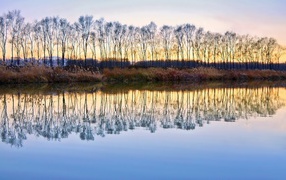 Деревья без листьев отражаются в воде