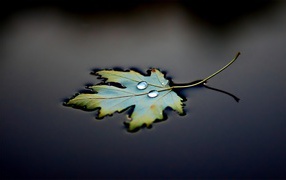 Two drops on floating leaf