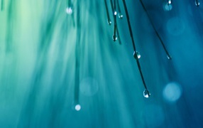 Капли воды на кончиках хвои