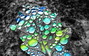 Капли воды показывают цвет листа