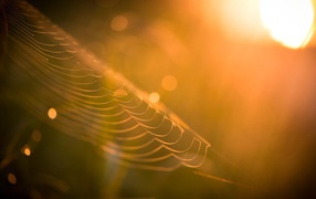 Web in the rays of the setting sun