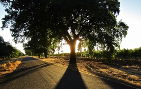 Широкая крона у придорожного дерева