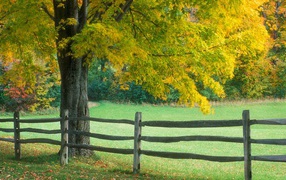 Деревянный забор у нежно зеленого дерева