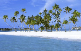 Пальмы на белоснежном песке