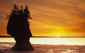 Скала с растениями на пляже