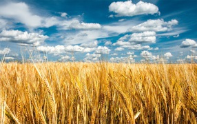 Clouds over a field of wheat