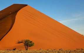 Green tree on a background of orange sand dune