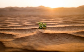 Lone green sprout in the desert