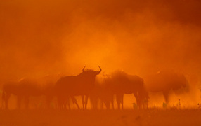 Песчаная буря в пустыне