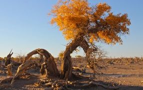 Полусухое дерево с желтыми листьями