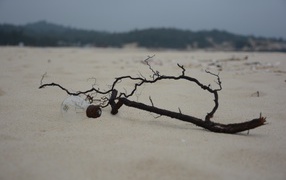 The black branch on white sand