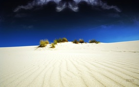 Растительность в белой пустыне