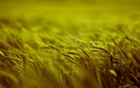 Поле пшеницы во время ветра