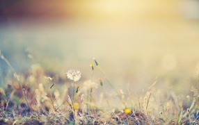 A lone dandelion field