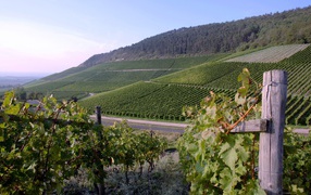 Аккуратные поля виноградников на склоне холма