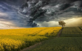 Цветущее поле на фоне грозы