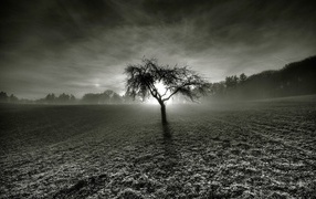 Мертвое дерево посреди серого поля