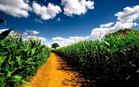 Грунтовая дорога в кукурузном поле