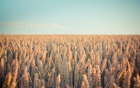 Поле зрелой пшеницы в лучах солнца