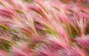 Поле с розовыми колосками