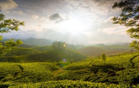 Fields of tea in Sri Lanka