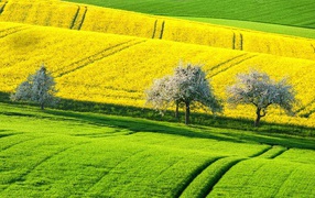 Flowering trees between the green and yellow field