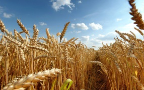 Зрелая пшеница под августовским небом